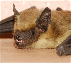 bat removal Sachse