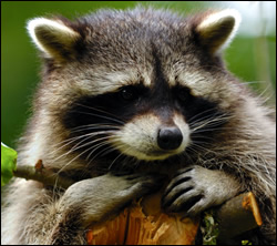 raccoon removal Sachse